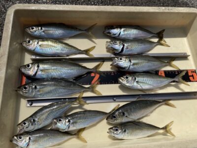 <p>レジェンド山本氏　沖の北　サビキ釣り　中アジ23cmまで🎣</p>
