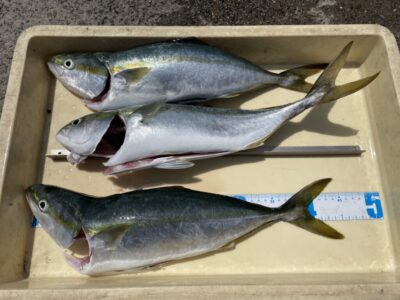 <p>久田様　沖の北　ショアジギでハマチ3匹🎣</p>