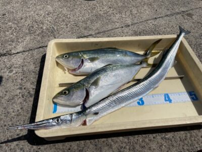 <p>玉井様　沖の北　ショアジギ　ハマチ2匹とダツ🎣</p>