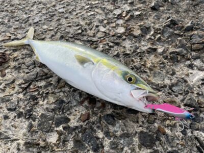 <p>釣れちゃう犬　沖の北　徹湾メタルバイブでハマチ🎣</p>
