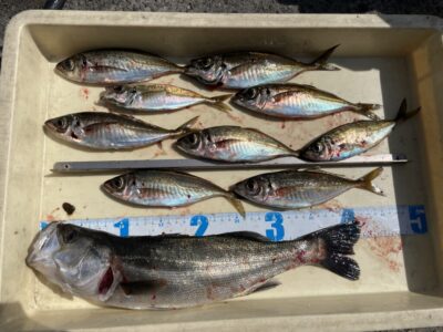 <p>三谷様　旧一文字赤灯　エビ撒きでハネ42cmと中アジ🎣アジのあたりは9時前まであったとの事でした♪♪サビキ釣りでもアジの釣果出るかもですね^ ^</p>