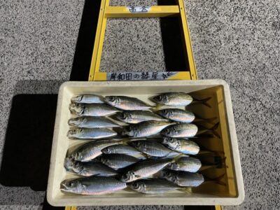 <p>ハンター高倉様　沖の北　サビキ釣りで中アジ多数🎣17時〜19時頃まで釣れたそうです！！</p>