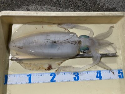 <p>チーム海老鼻様　別撮り　アオリイカ1.38キロ🦑</p>