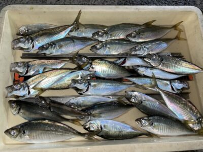 <p>レジェンド山本氏　沖の北　サビキ釣り　17時便〜中アジ23cmまで多数🎣</p>
