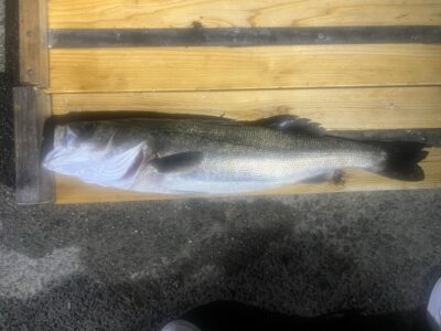 <p>小野様　中波止3番　メンボー　シーバス72cm🎣</p>