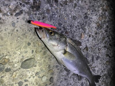 <p>上垣内様　中波止3番　メンボー　シーバス🎣</p>