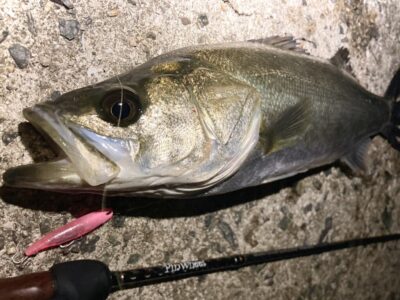 <p>釣れない猫様　沖の北　メンボーのテクトロでシーバス40cm🎣</p>