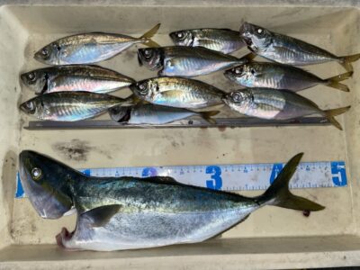 <p>藤本様　沖の北　13時便〜18時半まで　アジ飲ませ釣りでハマチ🎣　アジは18時過ぎから釣れたそうです♪♪</p>