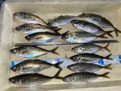 <p>奥村様　沖の北　サビキ釣り　アジ23cmまで🎣今日は18時すぎ頃から時合との事でした♪</p>