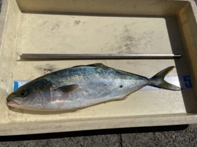 <p>山内様　沖の北　ショアジギ　ハマチ🎣</p>