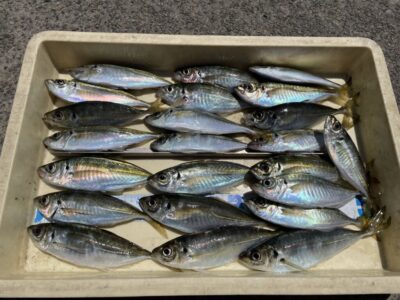 <p>島田様　沖の北　サビキ釣り(竿下)  中アジ24cmまで多数🎣時合は無くぽつぽつ拾えてました♪</p>