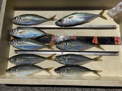 <p>ひまわり様🌻　沖の北　サビキ釣り(竿下)  中アジ22cmまでとサバ🎣</p>
