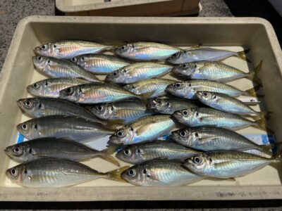 <p>高倉様　沖の北　サビキ釣り(竿下)  中アジ24cmまで多数🎣朝イチ〜11時までの釣果</p>