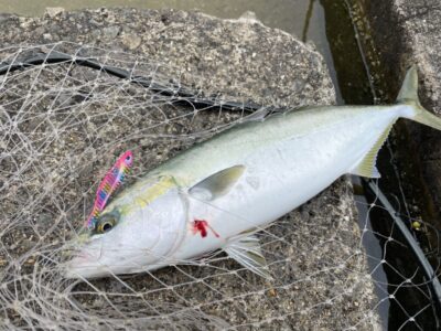 <p>釣れちゃう犬　沖の北　撤湾メタルバイブ　8時半頃にハマチ🎣</p>