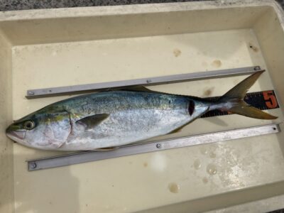 <p>田中様　沖の北　ショアジギ　ハマチ🎣</p>