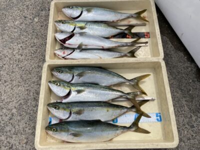 <p>はっしー様　沖の北　ショアジギ　ハマチ8匹🎣御二方での釣果です♪♪</p>
