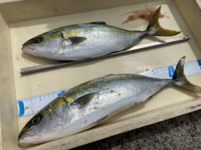 <p>前川様　沖の北　ショアジギ　ハマチ2匹🎣</p>