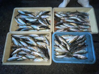 <p>磯田名人&白田名人　別撮り　13時便〜18時半まで　中アジ大漁🎣夕方は2ヒロまで浮いてきて入れ食い状態だったそうです♪♪</p>