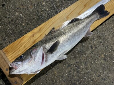 <p>宮崎様　中波止3番　メンボー　シーバス64.5cm🎣</p>
