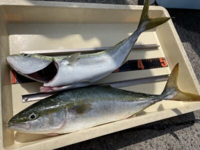 <p>匿名様　沖の北　ショアジギ　ハマチ2匹🎣</p>