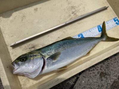 <p>足立様　沖の北　ショアジギでハマチ🎣5時頃にヒット♪♪</p>