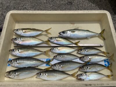 <p>高倉◯人 様　沖の北　サビキ釣り　1番船〜11時までの釣果　アジ23cmまでとサバ🎣今日はかなり渋かったとの事ですが流石は名人！！迷人！？</p>