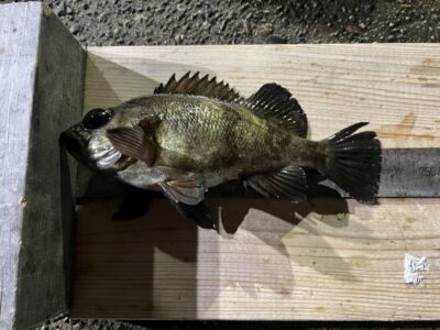 <p>池尾様　沖の北　メンボー　メバル22cm🎣本日の半夜便は全体的に渋い様子でした！あたりはあっても乗らずとのこと。バチも抜けていて条件は良かったのですが…</p>
