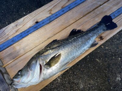 <p>島田様　沖の北　サビキで釣れたカタクチを泳がせシーバス68cm🎣</p>