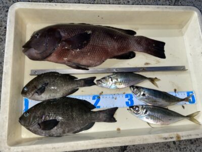 <p>フュージョン三宅様　沖の北　ヌカ切り　カンダイ・グレ・中アジ🎣</p>