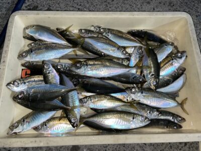 <p>白田名人　沖の北　サビキ釣り　中アジ25cmまで大漁🎣13時〜18時半までの釣果♪♪</p>