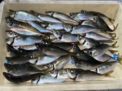 <p>小谷夫婦様　沖の北　サビキ釣りで中アジ大漁🎣奥様がかなり沢山釣られたそうです！！11時〜18時半までの釣果♪</p>