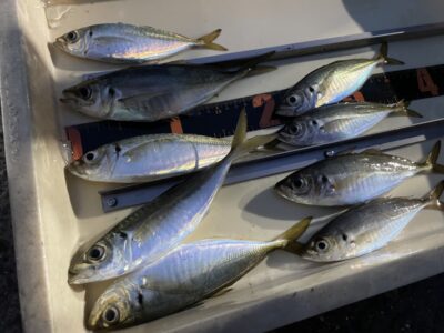 <p>島田(マダム)様　沖の北　サビキ釣り　小アジ〜中アジ22cmまで🎣</p>