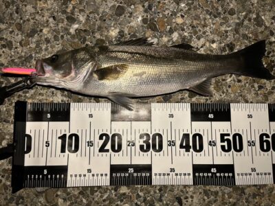 <p>岸和田店スタッフ吉野様　中波止3番　メンボー　シーバス60cm🎣</p>