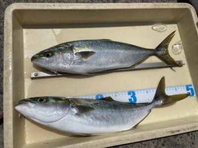 <p>新田様　沖の北　セットアッパーでハマチ2匹🎣</p>