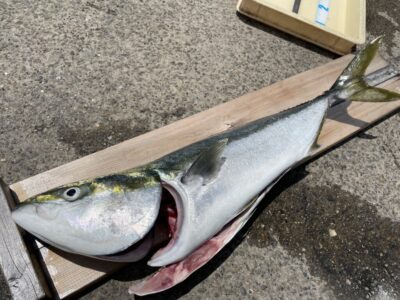 <p>匿名様　沖の北　8時45分頃にマキマキでブリ80cm🎣</p>