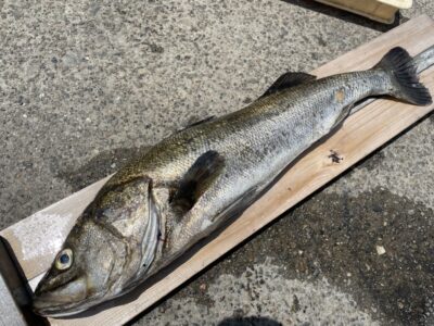 <p>ハマダ様　沖の北　セットアッパー　シーバス85cm🎣</p>
