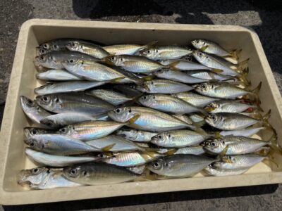 <p>ハンター高倉様　沖の北　サビキ　小アジ〜中アジ大漁🎣最終釣果</p>