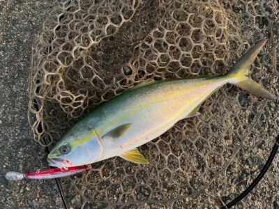 <p>セットアッパー産みの親様　沖の北　セットアッパーでハマチ🎣</p>