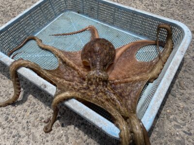 <p>松村様　沖の北　タコジグ　マダコ830g🐙</p>