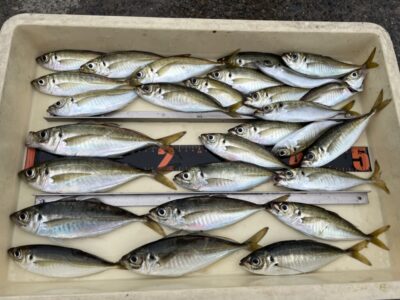 <p>マックス岸和田店　ヤブちゃん様　沖の北　サビキ釣り　小アジ〜中アジ23cmまで🎣</p>
