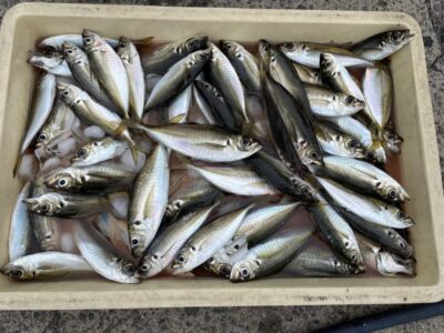 <p>白田名人　沖の北　サビキ釣り　小アジ〜中アジ大漁🎣小アジメインで6時半頃まで良くかかってました♪♪名人流石の釣果！！</p>