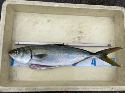 <p>辻田様　沖の北　セットアッパー　7時半頃　ハマチ🎣</p>