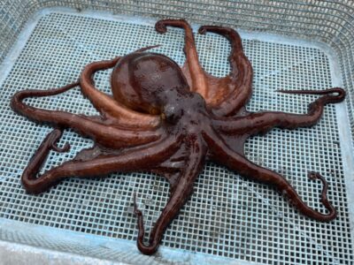 <p>向井様🚰　旧一文字赤灯　タコエギ　マダコ680g🐙</p>