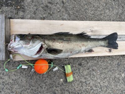 <p>河南町の中村様　沖の北　エビ撒き　ハネ59.5cm🎣惜しくも60cm届かず…いつもの9.5cmでしたね(^o^)</p>