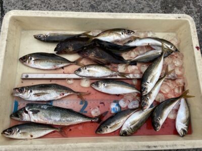 <p>川原様　沖の北　サビキ釣りで小アジ〜中アジ22cmまで🎣</p>