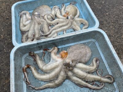<p>藤井様　旧一文字赤灯　タコエギでマダコ1.33キロまでを3杯🐙総重量3キロオーバー♪♪</p>