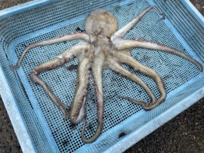 <p>ひまわり様🌻　旧一文字赤灯　タコエギでマダコ500g🐙</p>