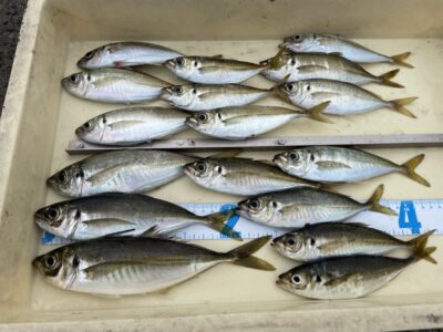 <p>島田様　沖の北　サビキ釣り　小アジ〜中アジ24.5cmまで🎣</p>