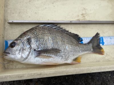 <p>岩田様　中波止3番　エビ撒き　キビレ41cm🎣</p>