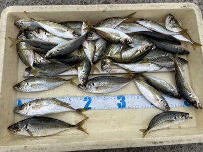 <p>杉浦様　沖の北　サビキ釣り　小アジ〜中アジ21cmまで🎣朝イチは底、7時頃からは底から1m程浮いた棚で釣れたそうです♪♪</p>